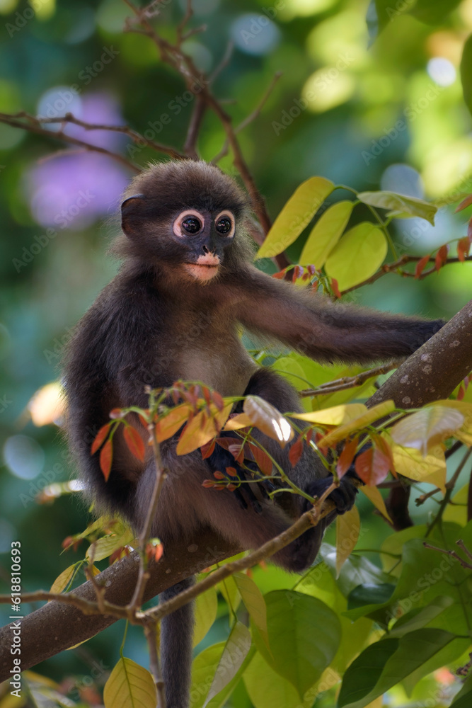Obraz premium dusky leaf monkey, cute little monkey on the tree