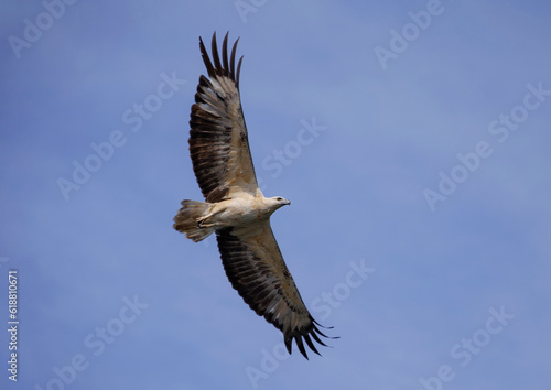 White-bellied sea eagle in flight