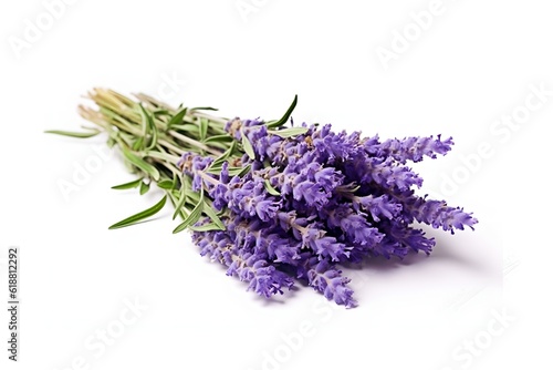 lavender leaf white background