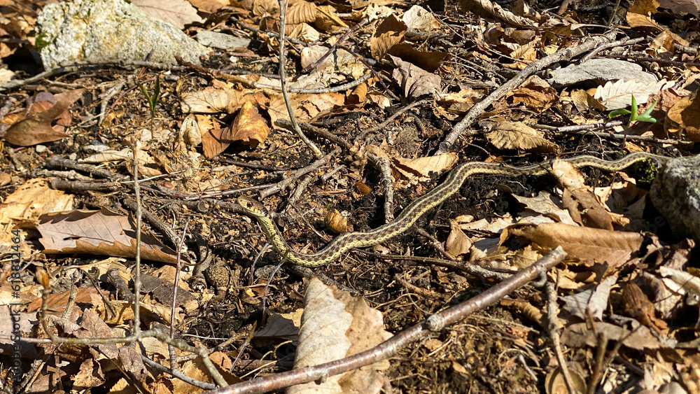 Garter snake slithering through fall foliage Garter snake slithering through fall foliage