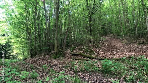 deciduous forest with forest edge and lush green and sunshine through the leaves