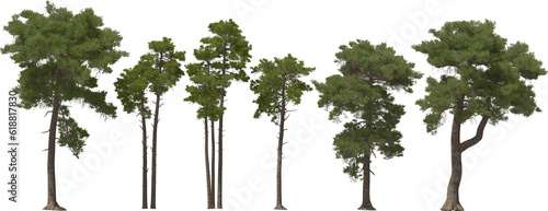 fir tree forest conifers, pine, common pine, hq arch viz cutout, 3d render plants