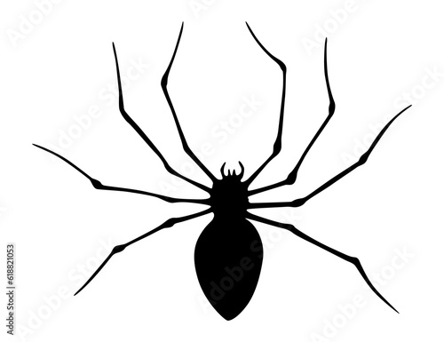 Spider silhouette. Black close-up insect, scary big spider isolated on white. Poisonous dangerous animal. Creepy wildlife bug