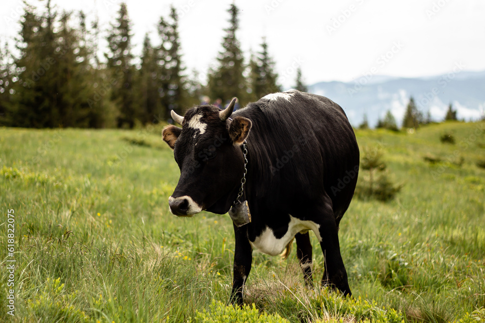 Grazing cow in a meadow in the mountains. Cow with a bell around her neck. Life in a village in the mountains. Beautiful black and white cow. Grazing cow in a meadow in the mountains. Cow with a bell around her neck. Life in a village in the mountains. Beautiful black and white cow.