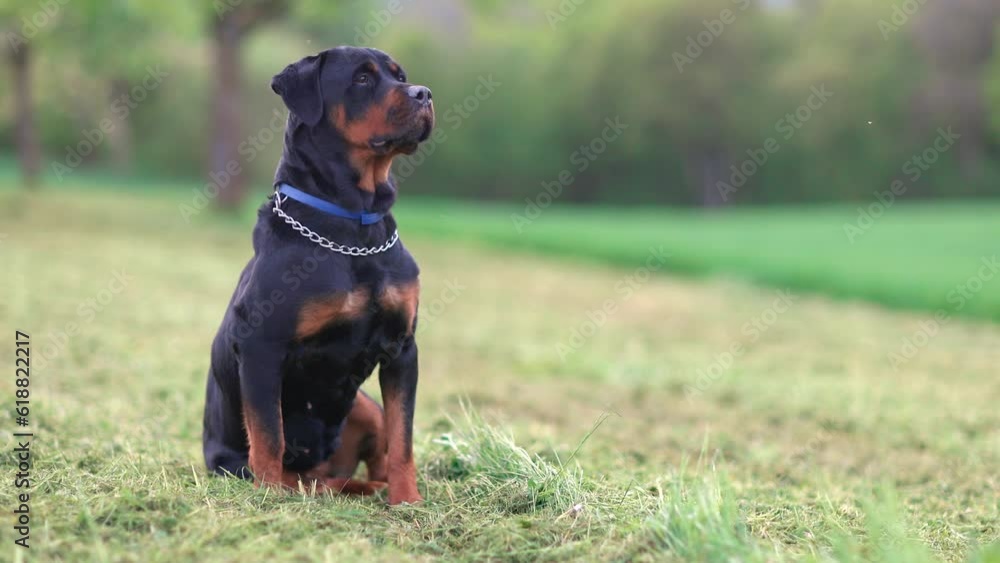 Rottweiler dog sits in a meadow with green and mowed grass in the countryside Rottweiler dog sits in a meadow with green and mowed grass in the countryside