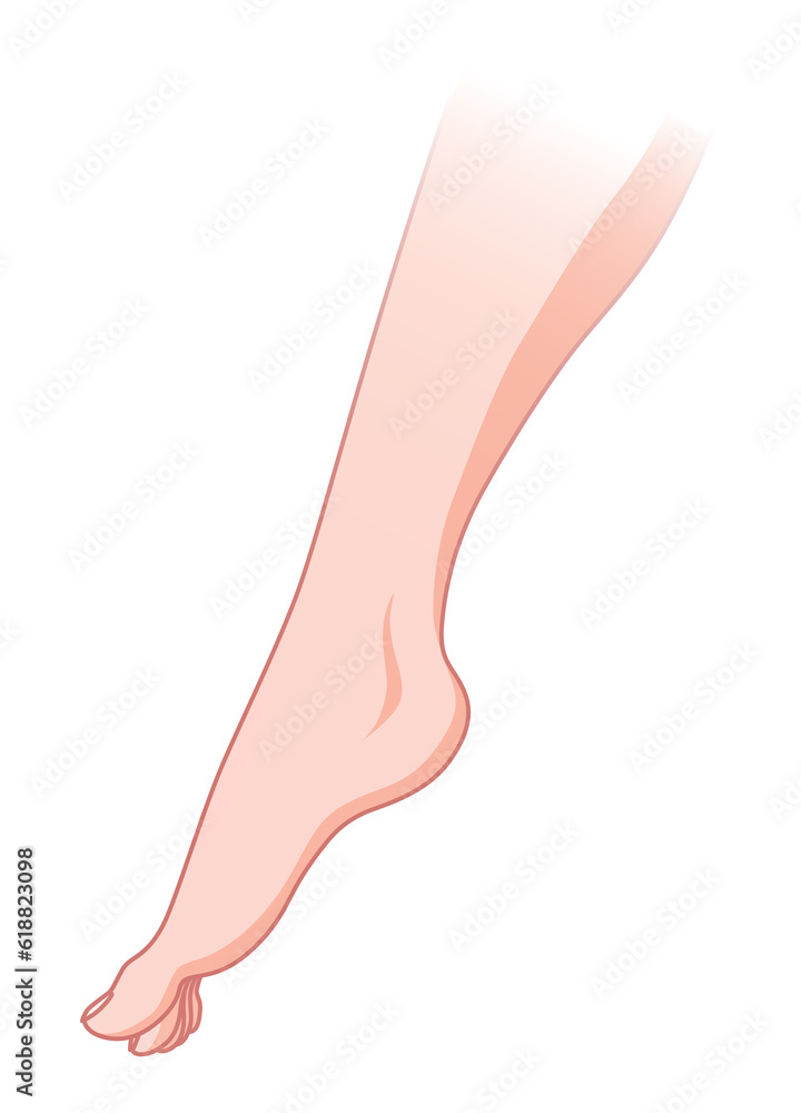 Normal skin without Varicose veins. Healthy skin vessel. Vascular disease diagnostic and treatment. flat style cartoon illustration isolated on white background Normal skin without Varicose veins. Healthy skin vessel. Vascular disease diagnostic and treatment. flat style cartoon illustration isolated on white background