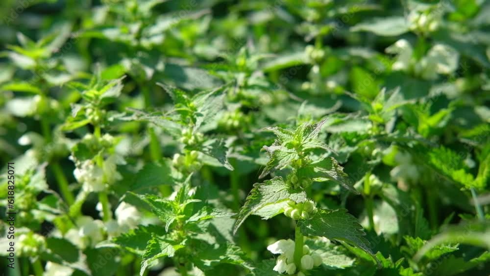 Bush of stinging-nettle. Medical Nettle leaves with flowers on warm golden hour sunset, sunrise time. Side view. Botanical pattern. Greenery common nettle. Urtica dioica in the garden. Medicinal plant Bush of stinging-nettle. Medical Nettle leaves with flowers on warm golden hour sunset, sunrise time. Side view. Botanical pattern. Greenery common nettle. Urtica dioica in the garden. Medicinal plant