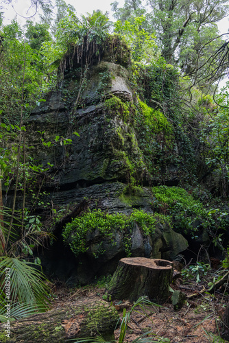                                                                                                           The Grove Scenic Reserve