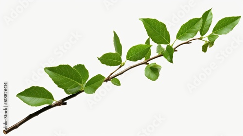 Fresh Green Leaves Branch in Isolated White Background. Nature Concept with Plant Sprig Twig and Tree Branch: Generative AI