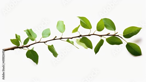 Fresh Green Leaf Branch Isolated on White Background - Nature Plant Twig Sprig. Generative AI