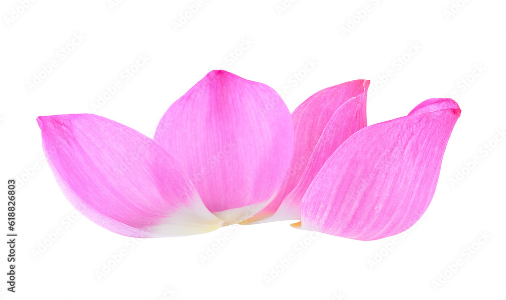 petal lotus flower on transparent png