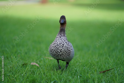 Australian wood duck or maned duck photo