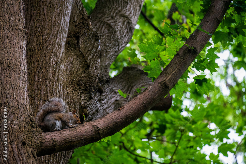 Obraz premium squirrel on tree