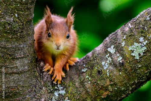 Baby Hörnchen - 5