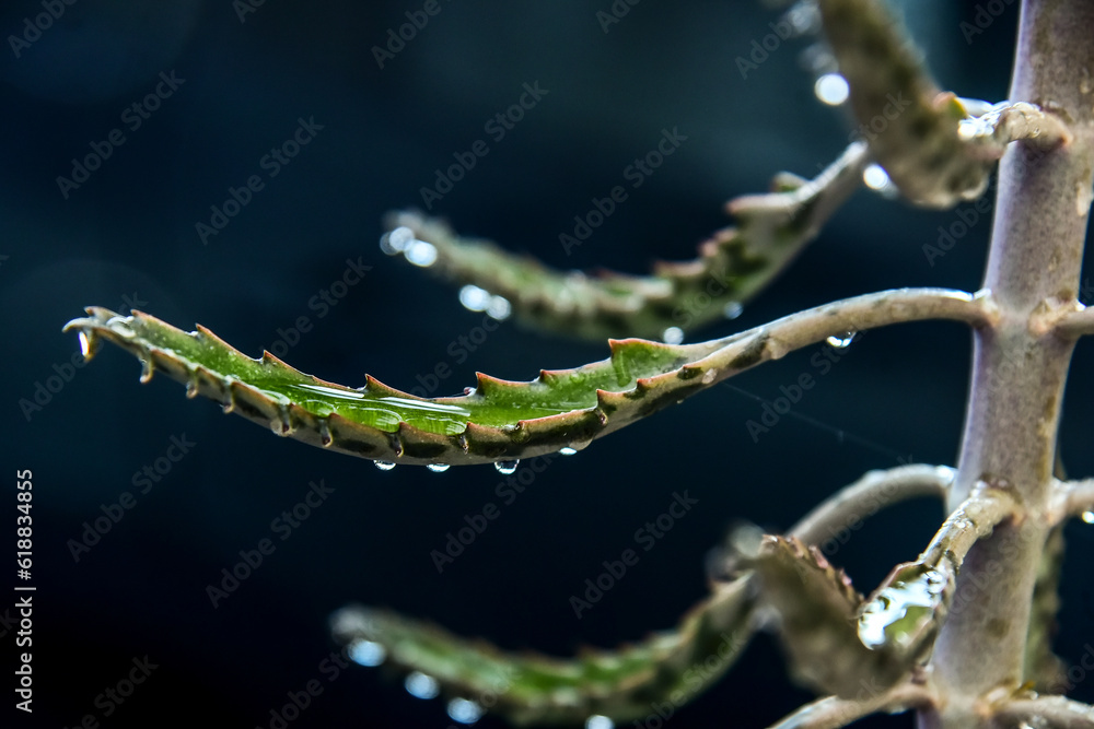 Fototapeta premium close up of a plant, Succulent Kalanchoe daigremontiana , Mother of Thousands, aranto, succulent on dark background, Kalanchoe on dark background, plant on dark background, wallpaper, panel, fine art