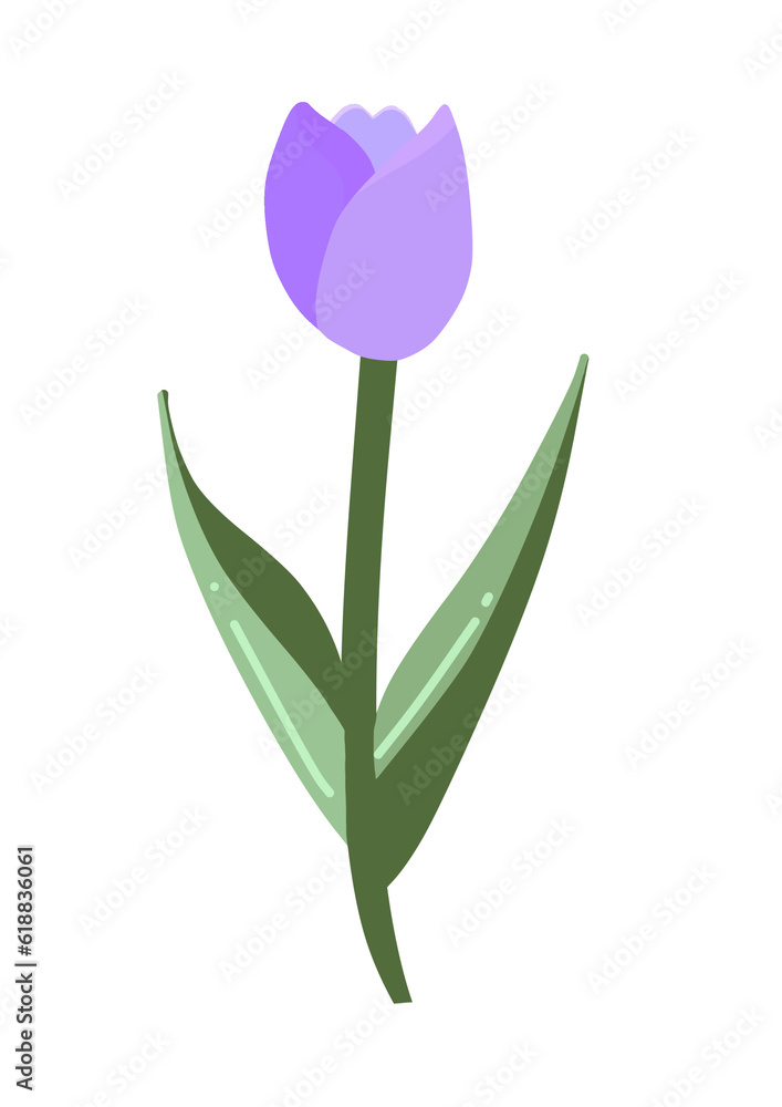 Obraz premium tulip isolated on white