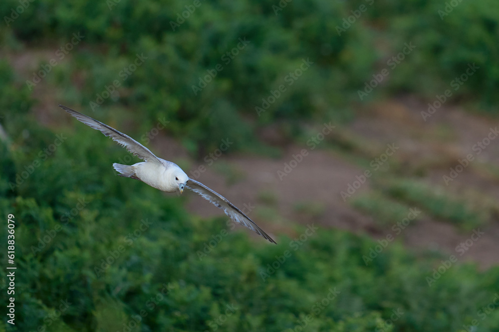 Fulmar (Fulmarus glacialis) flying along a cliff of Skomer Island in Pembrokeshire, Wales. Fulmar (Fulmarus glacialis) flying along a cliff of Skomer Island in Pembrokeshire, Wales.
