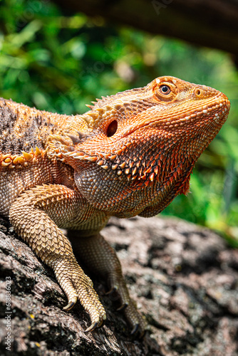 bearded dragon