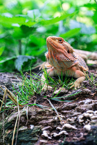 bearded dragon