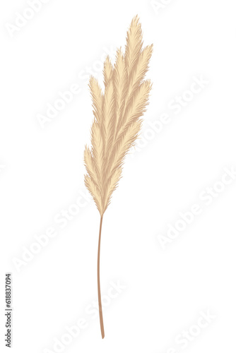 Pampas grass branches. Dry feathery head plumes, used in flower arrangements, ornamental displays, interior decoration, fabric print, wallpaper, wedding card. Golden ornament element in boho style