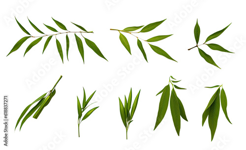 collection of bamboo leaves and shoots flowers isolated on a transparent background  generative ai