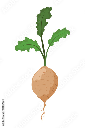 Turnip vegetables growing. Plant showing root structure. Farm product for restaurant menu or market label. Organic and healthy food