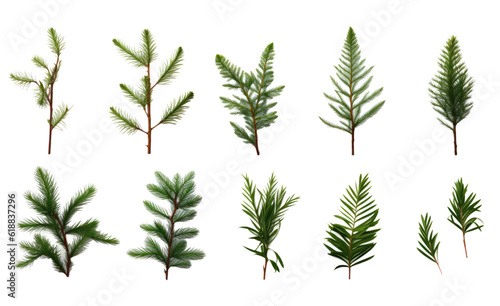 collection of coniferous branches isolated on a transparent background  generative ai
