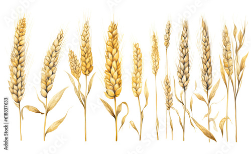 collection of soft watercolor wheat stalks isolated on a transparent background, generative ai