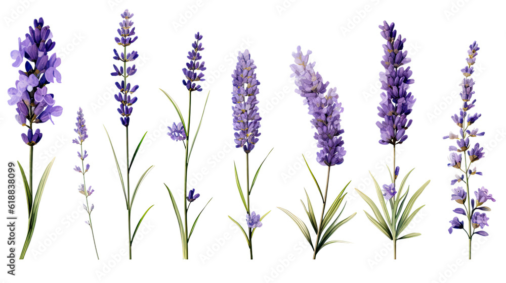 collection of lavender flowers isolated on a transparent background, generative ai