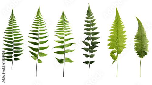 collection of ferns isolated on a transparent background  generative ai