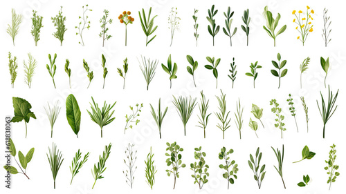 collection of herbs flowers isolated on a transparent background, generative ai