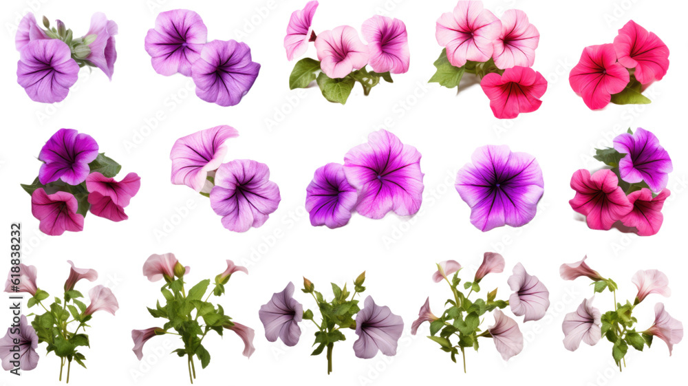 collection of petunias flowers isolated on a transparent background, generative ai collection of petunias flowers isolated on a transparent background, generative ai