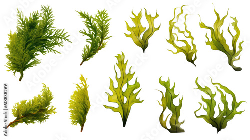 collection of seaweed isolated on a transparent background, generative ai