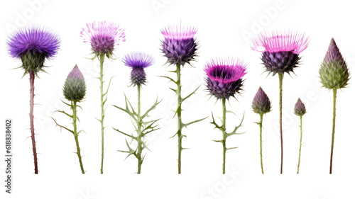 Photo collection of thistles flowers isolated on a transparent background, generative