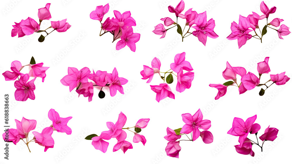 collection of bougainvillea flowers isolated on a transparent background, generative ai