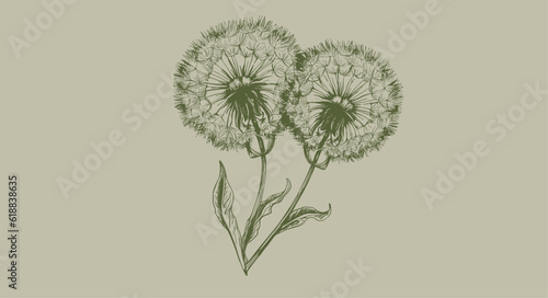 illustration of a dandelion
