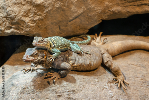 Chuckwalla  Sauromalus ater are found primarily in arid regions of the southwestern United States and northern Mexico