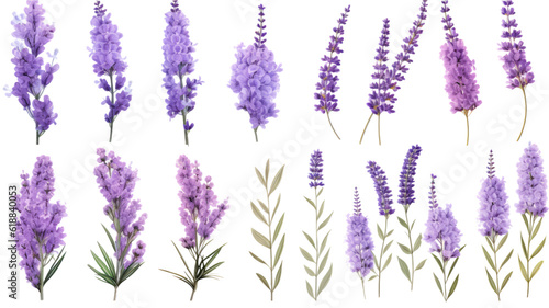 collection of soft pastel lavender flowers isolated on a transparent background  generative ai