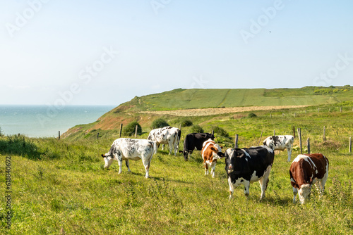 Obraz na płótnie Vache dans une pâture au sommet des falaises d'Equihen w salonie