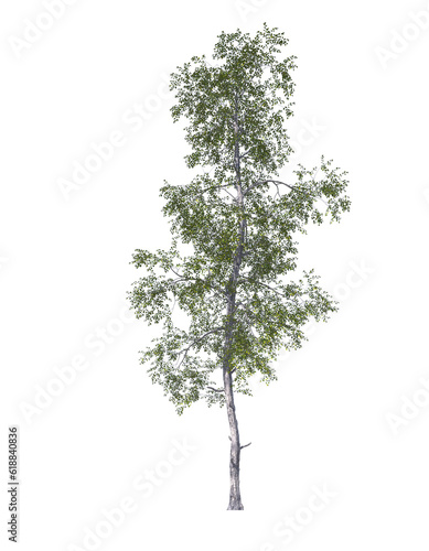Betula populifolia, grey birch, gray, light for daylight, easy to use, 3d render, isolated