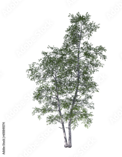 Betula populifolia  grey birch  gray  light for daylight  easy to use  3d render  isolated