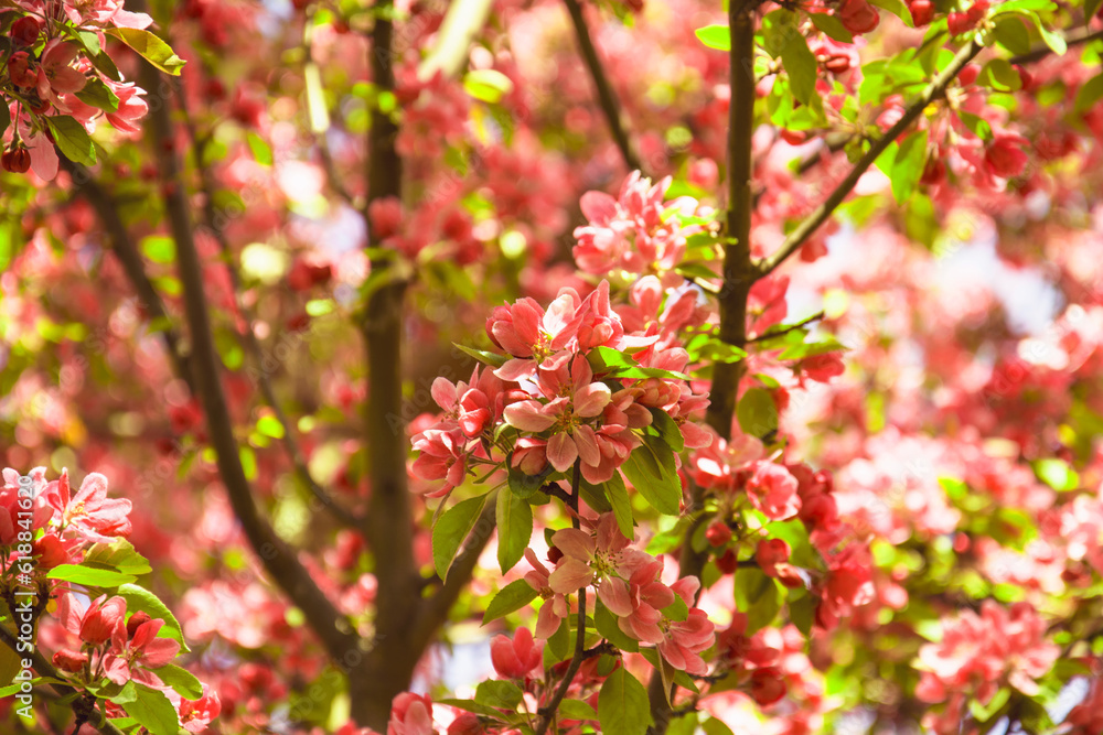 Beautiful cherry blossoms in a beautiful spring park Beautiful cherry blossoms in a beautiful spring park