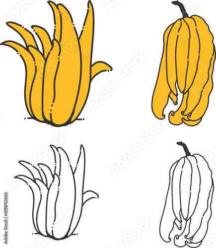 Buddha hand fruit icon,Asian fruit,fragrant Buddha's hand or fingered citron fruit,exotic fruit,yellow and white Buddha hand fruit,vector Buddha's hand fruit. 