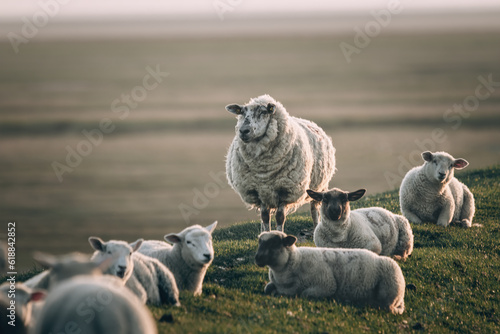 sheep grazing on green grass at sunset
