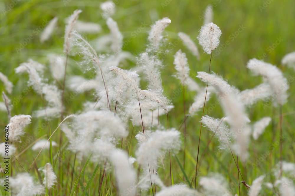 Fototapeta premium もふもふの綿毛