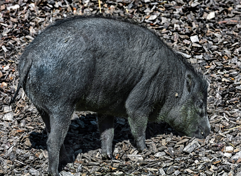 White-lipped peccary digging in the splitters. Latin name - Tayassu pecari White-lipped peccary digging in the splitters. Latin name - Tayassu pecari