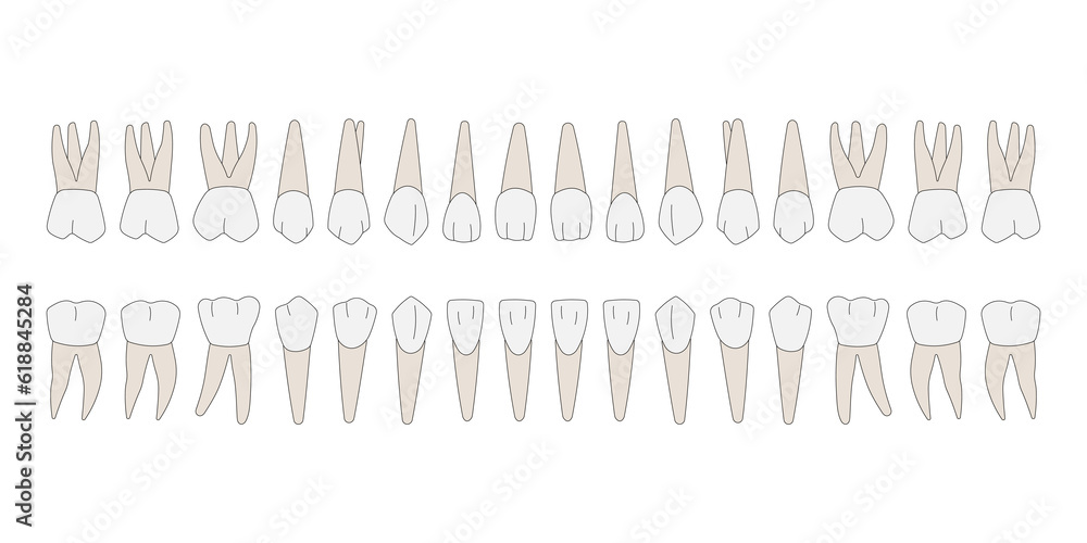 32 Permanent teeth: 8 incisors, 4 canine, 8 premolars, 12 molars 32 Permanent teeth: 8 incisors, 4 canine, 8 premolars, 12 molars
