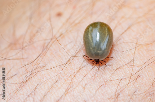 tick soaked with blood macro shot