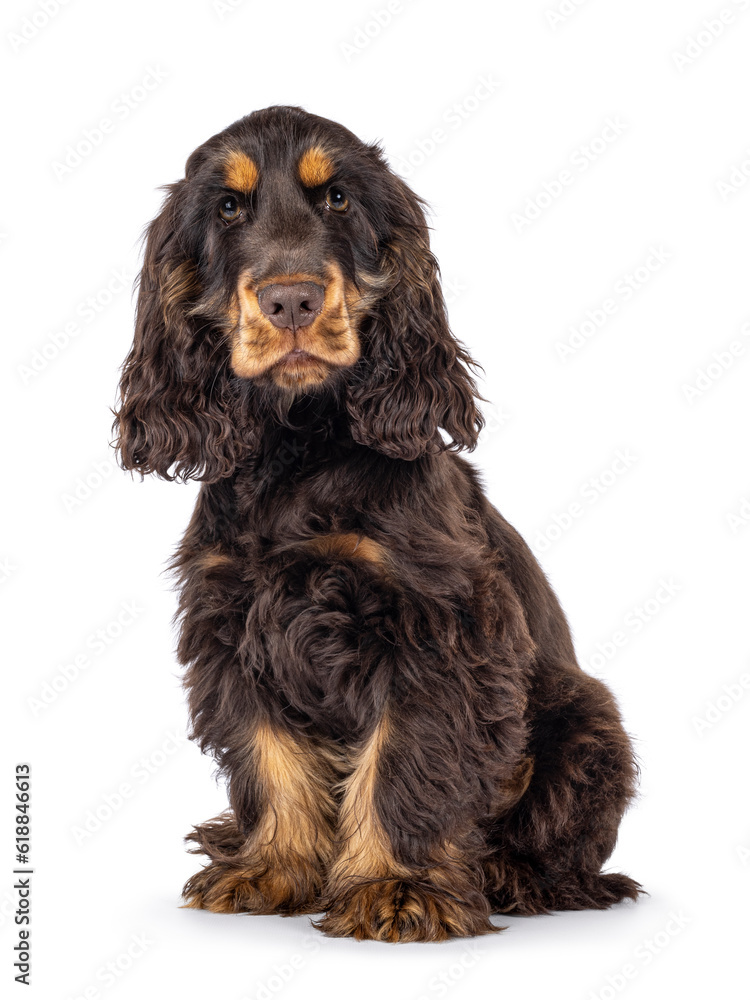 Majestic choc and tan 3 months old Cocker Spaniel dog, sitting up side ways. Looking curious towards camera with sweet and droopy eyes. Isolated on a white background.