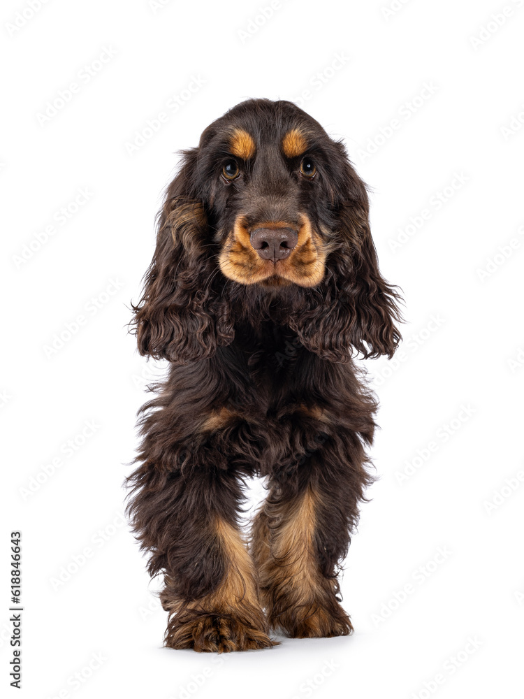 Majestic choc and tan 3 months old Cocker Spaniel dog, standing up facing front. Looking  straight to camera with sweet and droopy eyes. Isolated on a white background.